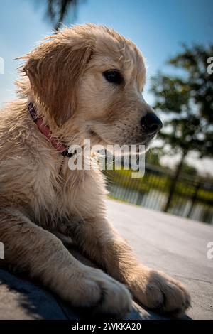 Ein goldener Retriever-Welpe, der sich mit nassem Fell niederlegt Stockfoto