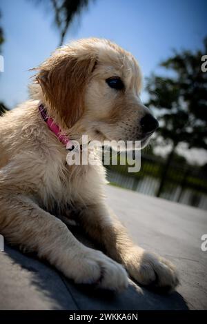 Ein goldener Retriever-Welpe mit nassem Pelz Stockfoto