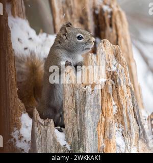 Nieschgierig... Amerikanisches Eichhörnchen / Gemeines Rothörnchen Tamiasciurus hudsonicus , schaut im Winter aus einem alten, zerborstenem Baumstumpf, niedliches Bild *** amerikanisches Rothörnchen / Kiefernhörnchen Tamiasciurus hudsonicus , im Winter sitzend in einem schneebedeckten Baumstumpf, Wildtiere, Wyoming, USA. Wyoming Nordamerika, Vereinigte Staaten von Amerika Stockfoto