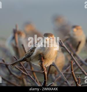 Versammeln... Haussperlinge Passer domesticus , Spatzen, Hausspatzen im Trupp, kleiner Vogelschwarm sitzt auf einer Hecke, ehemals sehr häufiger heimischer Vogel, heute fehlt es ihm oft an Brutmöglichkeiten aber auch an Nahrung *** Eine Herde von Haussperlingen Passer domesticus, die auf einer Hecke in der Nähe von städtischer Siedlung sitzt, Europa. Nordrhein-Westfalen Deutschland, Westeuropa Stockfoto