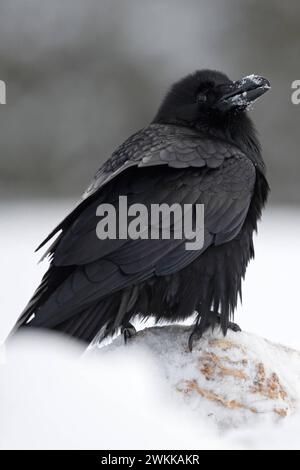 Hans Huckebein... Kolkrabe Corvus corax im Schnee, größter heimischer Rabe, rabenschwarz mit großem massivem Schnabel blickt sich um, schaut über die Schulter, Raben gelten als ausgesprochen intelligent und wachsam, kommen auch in zahlreichen Mär Common Raven Corvus corax im Winter, sitzt auf verschneiten Boden, sieht lustig aus mit Schnee auf dem Schnabel, Tierwelt, Europa. Deutschland, Europa Stockfoto