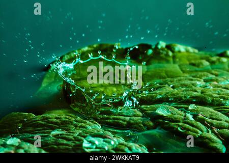 Kronenähnliches Wasserspritzen auf Mint Leaf Macro mit Welligkeit Hintergrund Stockfoto