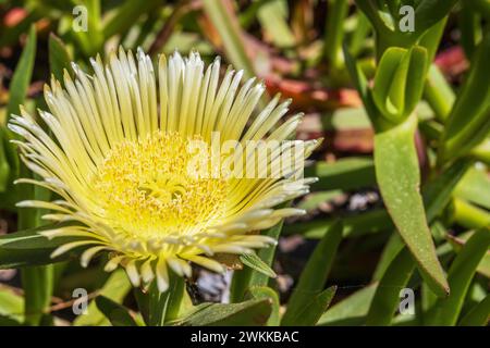 Hellgelbe Blume der hottentot-Feigeneispflanze, auch Carpobrotus edulis, Bodenbedeckungspflanze. Die gebräuchlichen Namen sind Sauerfeige, Eispflanze oder h Stockfoto