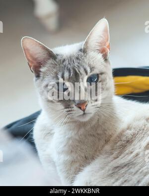 Siam und Tabby mischen weibliche Katze Stockfoto