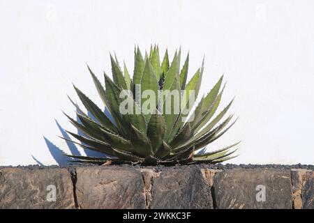 Agave megalacantha eine bewaffnete saftige winterharte Pflanze unbekannten Ursprungs, die in Europa gegen die weiße Wand kultiviert wird Stockfoto