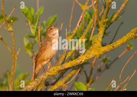 Bird Savi singt auf einem Schilfstiel. Singvogel im Naturraum. Locustella luscinioides Stockfoto