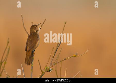 Bird Savi singt auf einem Schilfstiel. Singvogel im Naturraum. Locustella luscinioides Stockfoto