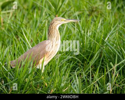 Squacco Reiher (Ardeola ralloides) im Mabamba Sumpf am Viktoriasee in Uganda Stockfoto