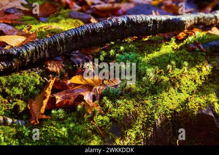 Herbstlaub und Moos auf Forest Floor, Ungarische Wasserfälle Ground View Stockfoto