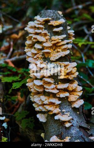 Gefallener Baum mit Schelfpilzen im Wald, Blick auf Augenhöhe Stockfoto