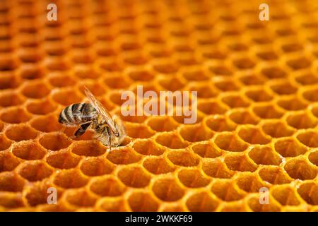 Honigbiene auf Wabe im Bienenhaus, Eine Biene isst Honig aus Wachszellen auf einem Saut in einem Bienenstock. Die Biene isst Honig aus dem Kamm, eingetaucht in die Zellen, in t Stockfoto