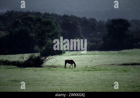 Pferd auf einer Wiese, Burgund, Frankreich, Europa Stockfoto