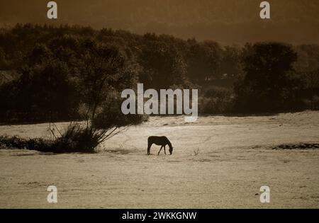 Pferd auf einer Wiese, Burgund, Frankreich, Europa Stockfoto