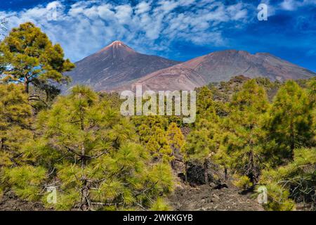 Pinus Canariensis, Pino Canario, Pico del Teide, der Nationalpark El Teide, Teneriffa, Kanarische Inseln, Spanien Stockfoto