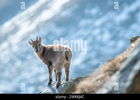 Furchtloser Baby-Steinbock (Capra Steinbock) am Rande einer Klippe vor der Kulisse verschneite Hänge an einem kalten Wintertag. Italienische Alpen, Piemont, Monvi Stockfoto