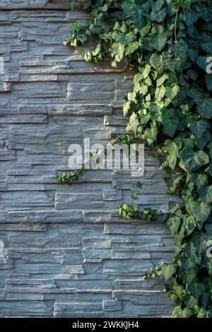 Efeu-Laub auf einer dekorativen weißen Schiefersteinmauer. Stockfoto