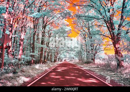 Infrarot Forest Road im Herbst - surreale Bäume und Himmel Stockfoto