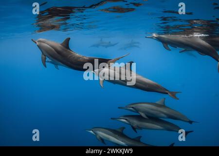 Delfine spielen und schwimmen unter Wasser im blauen Meer. Delfinfamilie im Ozean Stockfoto