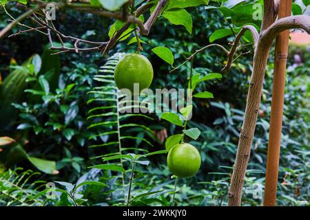 Frischer grüner Limes on Tree im Botanischen Garten Stockfoto