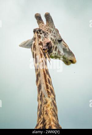 Gelbschnabelxpecker fressen Insekten aus Wunden am Ohr einer männlichen Masai-Giraffe im Mikumi-Nationalpark, Tansania. Stockfoto