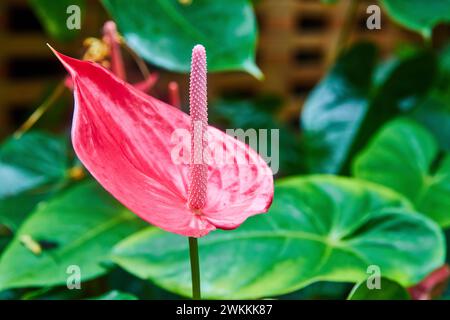 Hellrosa Anthurium Blume Nahaufnahme im Gewächshaus Stockfoto