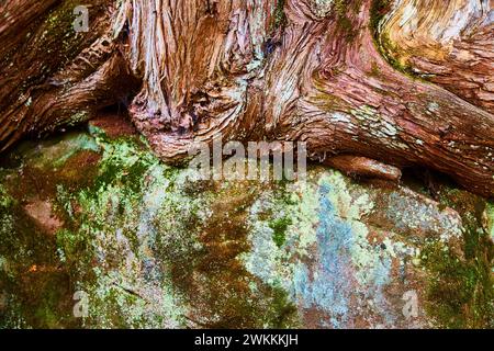 Aged Tree Trunk on Mossy Rock Texture Nahaufnahme Stockfoto