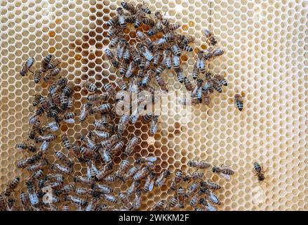 Die abstrakte Sechseckstruktur besteht aus Bienenwaben aus Bienenstock, gefüllt mit goldenem Honig, Gooey Honig aus Bienendorf, Honig ländlich von Bienen Bienenwaben bis Countr Stockfoto