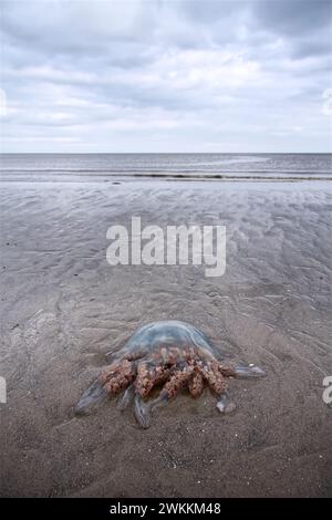 Fassqualle, Rhizostoma pulmo, auch bekannt als Mülleimer-Deckel-Gelee, wird am Sandstrand der walisischen Küstenstadt an Land gewaschen Stockfoto