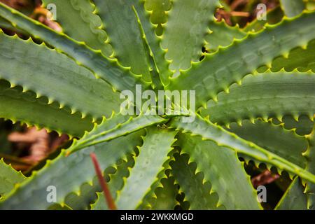 Aloe Plant Close-up in natürlichem Licht im Botanischen Garten Stockfoto
