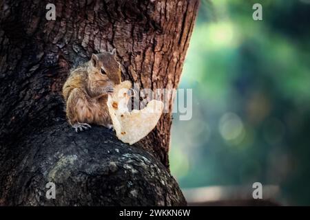 Eichhörnchen auf dem Baum und Essen rotti. Stockfoto