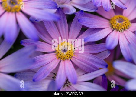 Pericallis Senetti „Zauberlachs“ Blumen in Blüte. Stockfoto