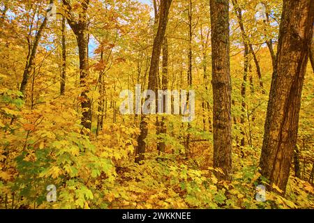 Lebendiges Vordach im Herbstwald in Keweenaw mit gefallenen Blättern Stockfoto