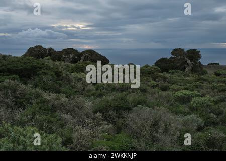 Alte, knorrige, windförmige Wacholder und dunkler, bewölkter Himmel auf El Hierro, Kanarischen Inseln, Spanien Stockfoto