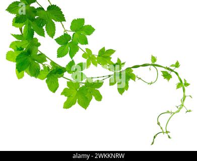 Grüne Hopfenzweige mit Blättern, schön geschwungen. Schönheit in der Natur. Zutat zum Brauen. Hopfengirlande. Frühlingsgrün. Isolierte Ranken und h Stockfoto