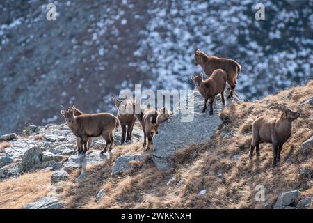 Familie von Alpensteinböcken am Rande einer Klippe, darunter männliche Weibchen und Jungtiere vor dem Hintergrund des felsigen Hintergrunds an einem Wintertag in der Italia Stockfoto