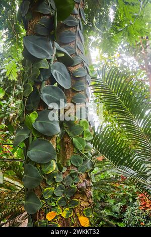 Tropische Kletterpflanze auf Baumstamm mit üppigem Laub aus nächster Nähe Stockfoto