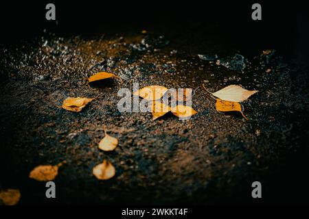 Gefallene gelbe Birkenblätter liegen verstreut auf dem nassen Asphalt in der Nähe einer kleinen Pfütze. Es ist ein regnerischer Herbsttag. Stockfoto