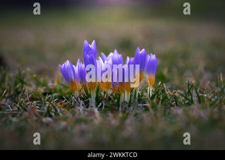 Eine Reihe blau-gelber Krokusse in der zarten Frühlingssonne. Die ersten Anzeichen des Frühlings sprießen auf der Wiese Stockfoto