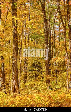 Lebendiges Vordach im Herbstwald in Keweenaw mit goldenen Blättern Stockfoto