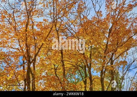 Goldene Herbstblätter und Bäume gegen Blue Sky in Michigan Stockfoto
