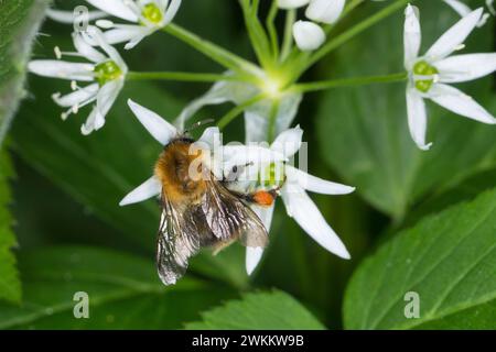 Ackerhummel, Acker-Hummel, Hummel, Weibchen, Blütenbesuch an Bärlauch, Bombus pascuorum, Bombus agrorum, Megabombus pascuorum floralis, gemeinsamer Karder Stockfoto