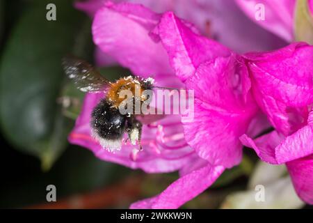 Baumhummel, Baum-Hummel, Weibchen beim Blütenbesuch auf Rhododendron, Nektarsuche, Bestäubung, Pollenhöschen, Bombus hypnorum, Pyrobombus hypnorum, t Stockfoto