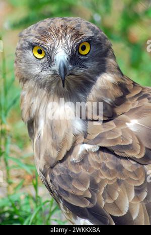 Kurzzehenadler, Kurzzehenadler, Schlangenadler, Circaète Jean-le-Blanc, Circaetus gallicus, kígyászölyv, Zoo, Ungarn, Magyarország, Europa Stockfoto