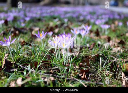 München, Bayern, Deutschland 21. Februar 2024: Ein Wintertag / Frühlingstag in der Landeshauptstadt München. Hier der Blick auf Frühlingsbotgen, blühende Krokus, Krokusse *** München, Bayern, Deutschland 21. Februar, 2024 Ein Wintertag Frühlingstag in der Landeshauptstadt München hier der Blick auf Frühlingsboten, blühende Krokusse, Krokusse Stockfoto