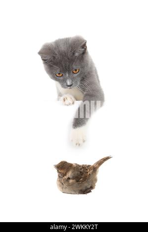 Katze und Spatzen isoliert auf weißem Hintergrund Stockfoto