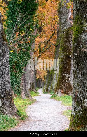 Herbstliche Landschaft mit Eichenbäumen in einer schattigen Gasse Stockfoto