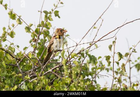 Barbet von D'Arnaud (Trachyphonus darnaudii) Stockfoto