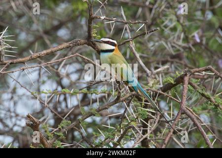 Weisskehlenfresser (Merops albicollis) Stockfoto