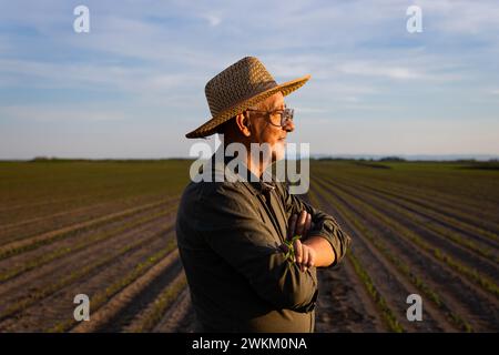 Senior Farmer, der bei Sonnenuntergang auf dem Maisfeld steht. Stockfoto