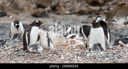 Gentoo-Pinguine mit süßen, flauschigen kleinen Küken auf Brown Bluff, Antarktis. Stockfoto